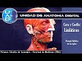 Drenaje linfatico de cara y cuello  - UAD - Primera cátedra de Anatomía - FMed - UBA