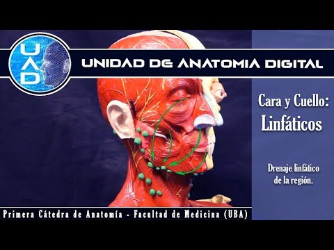 Drenaje linfatico de cara y cuello  - UAD - Primera cátedra de Anatomía - FMed - UBA