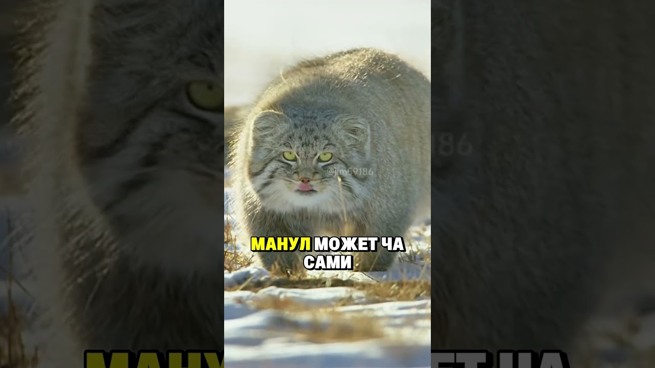 манул такой милаш