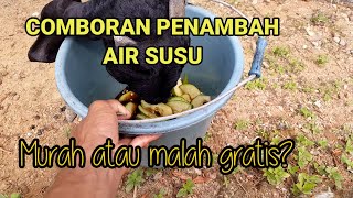 CARA AGAR AIR SUSU KAMBING MELIMPAH | COMBORAN GRATIS