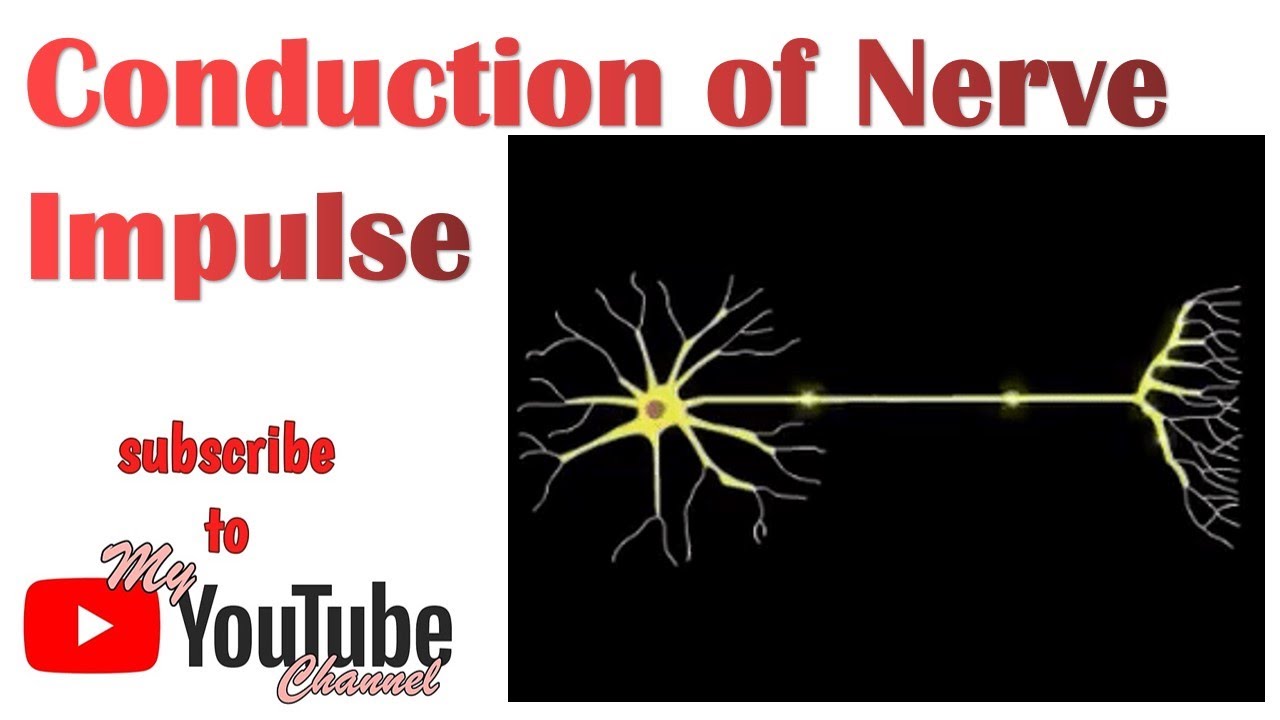 Conduction in Nerve fiber Lecture in English & Urdu YouTube