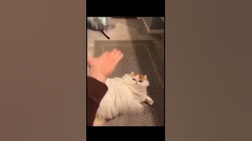 fat cat funny reaction#shorts#funny#cats