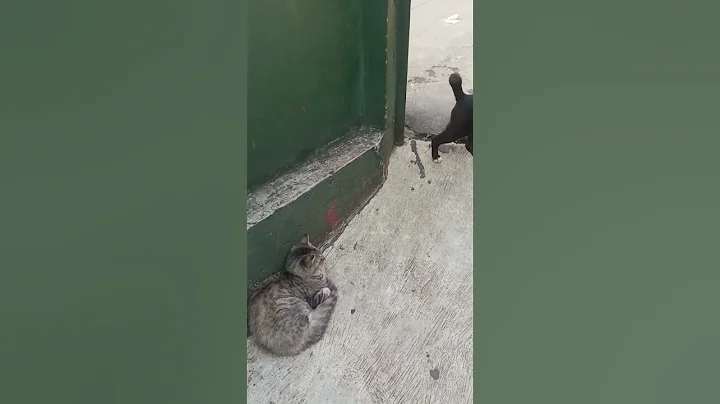 Watch the video about Funny cat part 11 😻😻😺😺 #cat #funny #memes #catlover #kitty #cute #cutecats #angry #kitten #meow