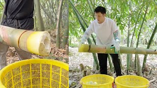 Sound Of Chopping Huge Bamboo Shoot