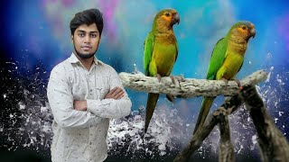 All varieties of birds and rodents are available at reasonable prices at Bangalore Hamster breeders