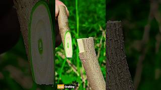 grafting fig | amazing grafting |grafting plants #grafting