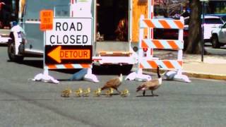 CANADA GEESE FAMILY DETOURED BY TRAIN STATION