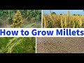 How To Grow Millets