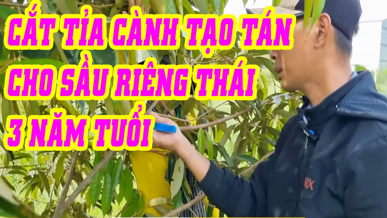 Cách cắt tỉa cành tạo tán cho sầu riêng thái 3 năm tuổi | SIÊU THỊ CÂY GIỐNG WELOFARM