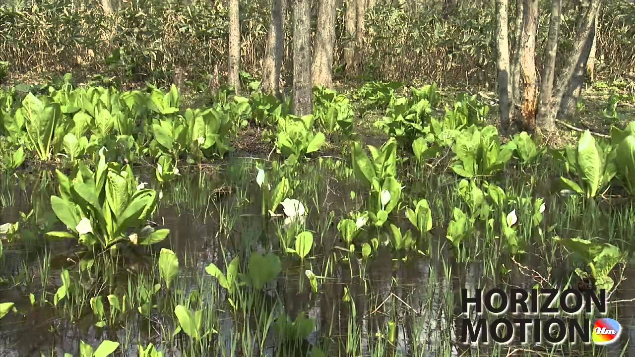 Full Hd 1080p 日本北海道hokkaido 植物aq Youtube