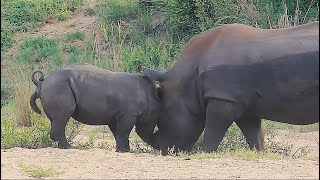 Rhinoceros Poops Himself When Big Rhino Come To Play | Kruger Park Sightings