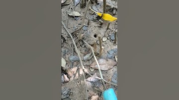 #Shorts Cách bắt dộp