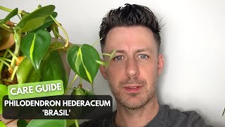 Philodendron hederaceum Brasil Care Guide and Growing Tips