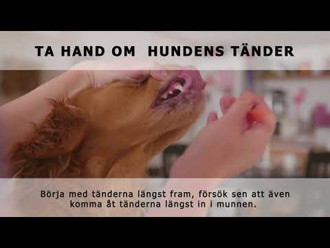 Video: Ta Hand Om Hundens Päls