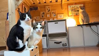 2025年10分限定年越しカウントダウンライブ配信