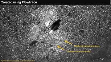 Vortical interactions in Microvelia: SI Video 2