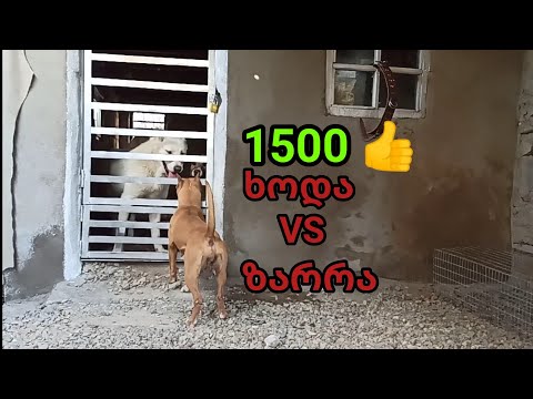 1500 ლაიქი და გაჩვენებთ ხოდა VS ზარრა / რატომ არ ვუშვებ ზარრას ხოდას და აფინას ერთად სათამაშოთ???