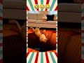 dog funny 🤣👤