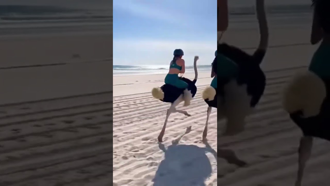 Beachside Ostrich Racing Showdown: Hilarious Odd Sports Meme
