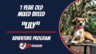 🐶Dog Trainers/Training of South Florida and Arizona /1 Y/O Mixed Breed 'Lily'🦮 by A K9 Solution 37 views 3 months ago 6 minutes, 51 seconds