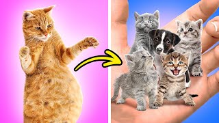 Encontre o Impostor! 🥸🤯 Melhores dicas e DIYs para pais de animais de estimação