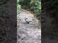 King Cobra vs Reticulated Python at MacRitchie, Singapore