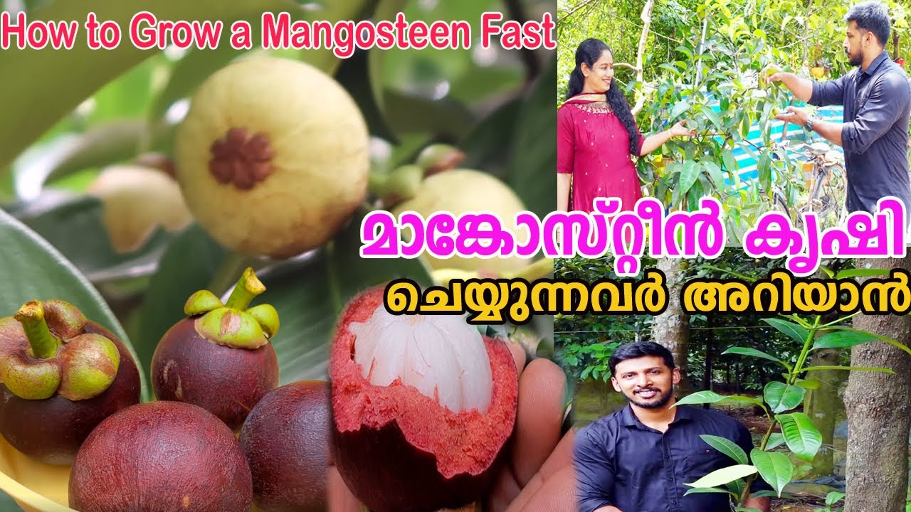 മാങ്കോസ്റ്റീൻ കൃഷി നടീൽ വളപ്രയോഗ രീതി അറിയേണ്ടതെല്ലാം Mangosteen Farming in Malayalam