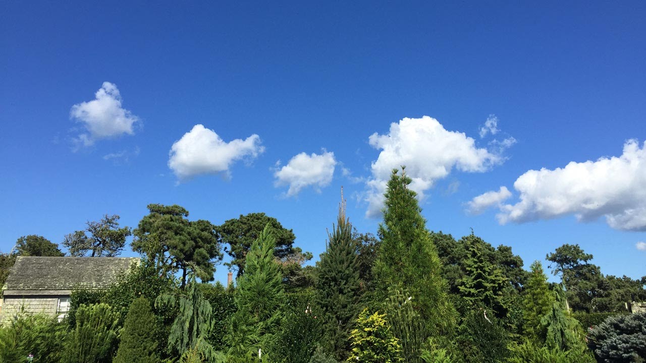 How to Plant a Containerized Tree YouTube