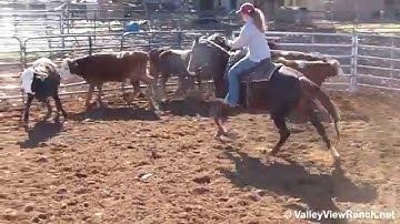 Miss Smooth Express - working cows - Valley View Ranch
