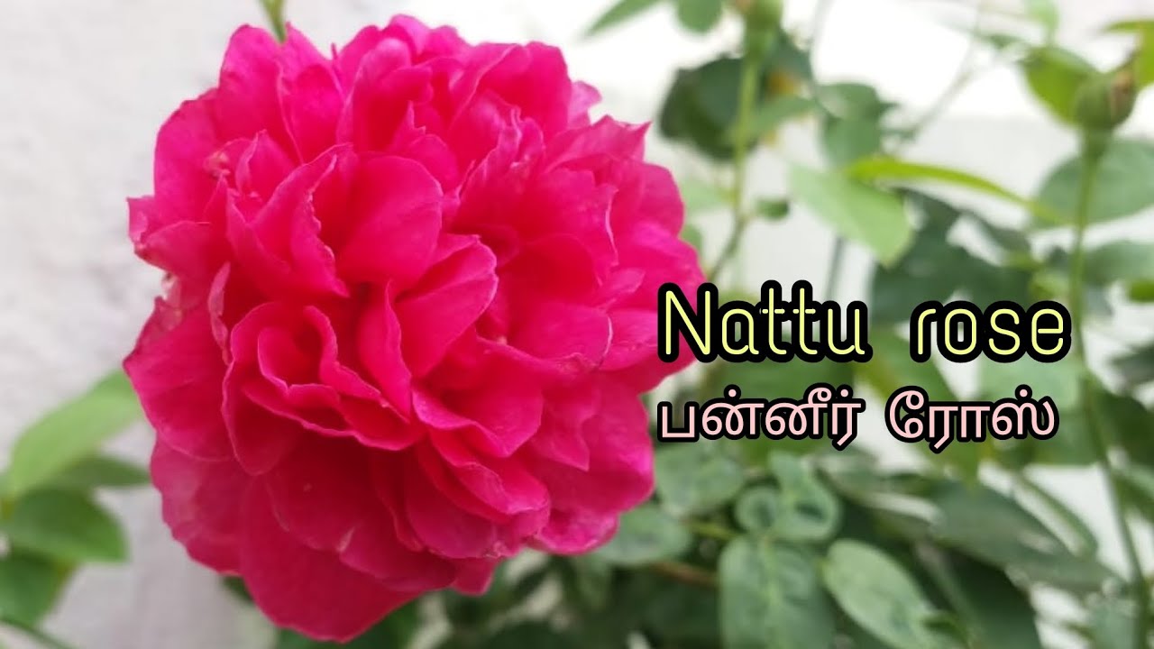 Panneer rose plant care and tips in tamil How to grow nattu rose நாட்டு ரோஸ் வளர்ப்பு முறை