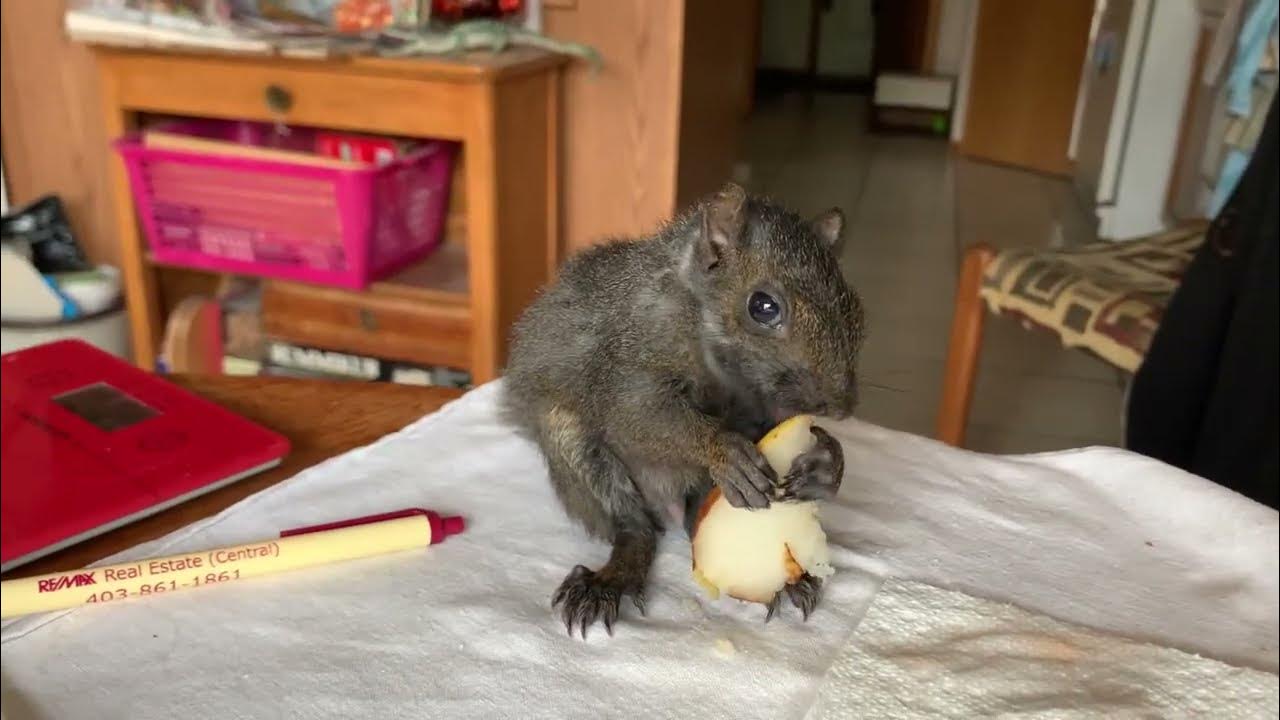 Squirrels Love Pears 8 weeks old YouTube