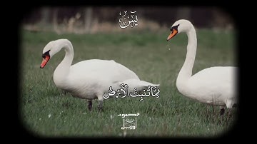 ﴿وَكُلٌّ فِي فَلَكٍ يَسْبَحُونَ﴾ 🤍 #قرآن_كريم #قرآن_كريم_راحة_نفسية #تلاوة_خاشعة #قرآن #سورة_يس