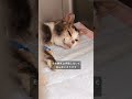 小さな体で懸命に闘う、入院治療中の地域猫 #野良猫 #捨て猫