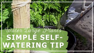 Simple Self-Watering Tip – How I Water Large Plants