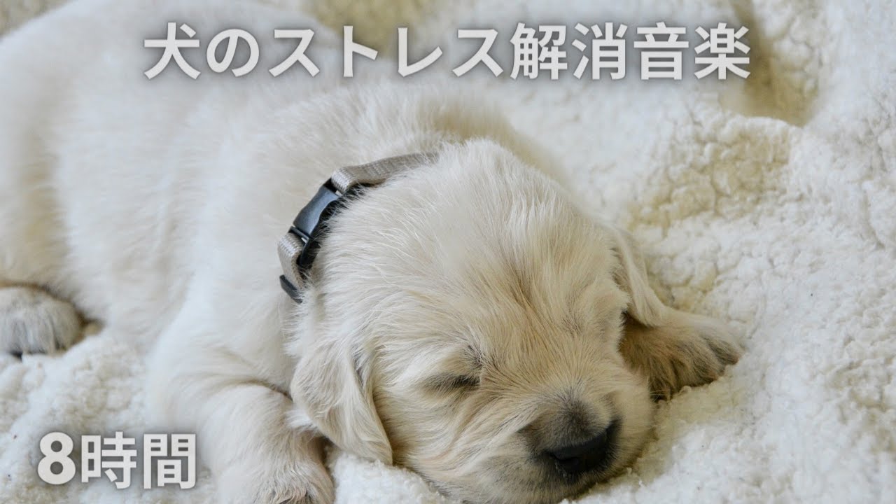 6 犬をリラックスするように設計された音楽 音楽麻酔犬 ペットのためのリラックスした音楽 Youtube
