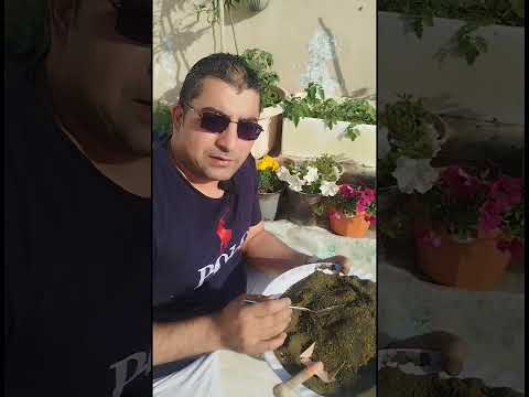 افضل سماد ومضاد فطري طبيعي للنباتات المنزلية من مخلفات المنزل 