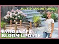 Hydrangea Bloom Update and Tour // July & August 2021 // Mid-Summer Bloom Zone 5b