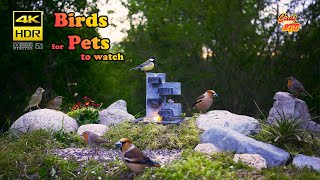 Birds: For Pets to watch  4K HDR  CATs tv