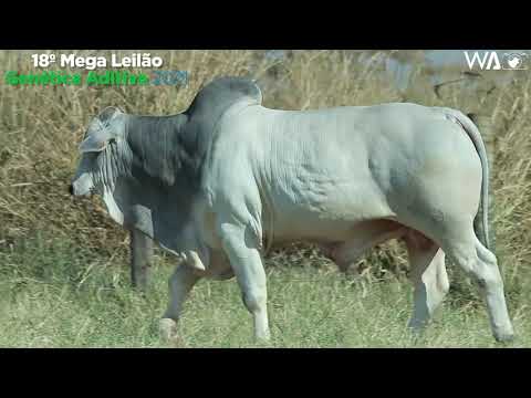 LOTE 72 - REM 11122 - 18º MEGA LEILÃO GENÉTICA ADITIVA 2021