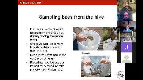 Sampling for varroa mites