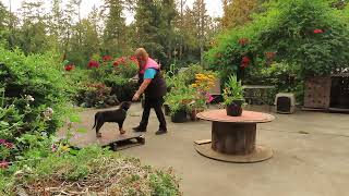 2002-102 - Heizelwood Winter (9 weeks old). screenshot 1