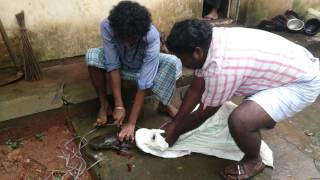 Fresh water Big cat Fish in kerala venganoor