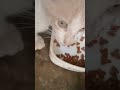 Mi gatito comiendo su almuerzo 😍