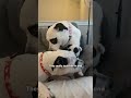 What Are The Odds That Three Separate Dogs All Look Like Pandas? | The Dodo