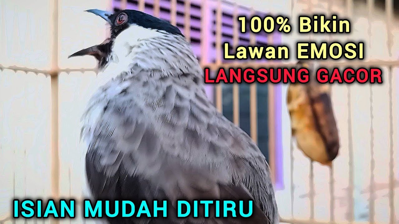 KUTILANG GACOR FULL ISIAN SUARA BURUNG GEREJA TARUNG MUDAH DITIRU KUTILANG RIBUT
