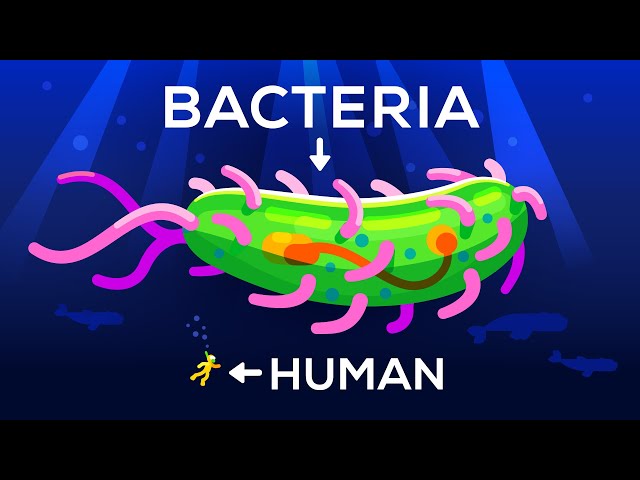 How Large Can a Bacteria get? Life & Size 3 class=