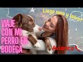 VIAJE CON MI PERRO EN BODEGA CON AVIANCA #STORYTIME