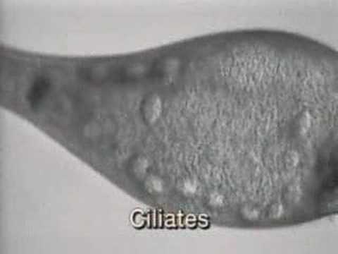 Video: Skirtumas Tarp Flagella Ir Cilia