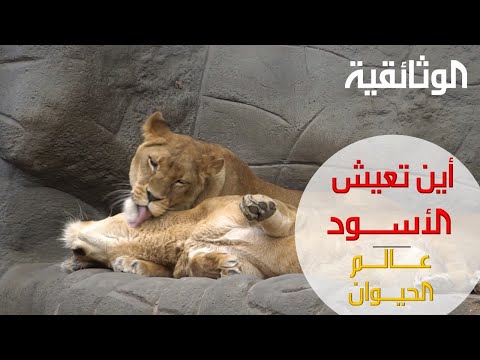 عالم الحيوان أين تعيش الأسود