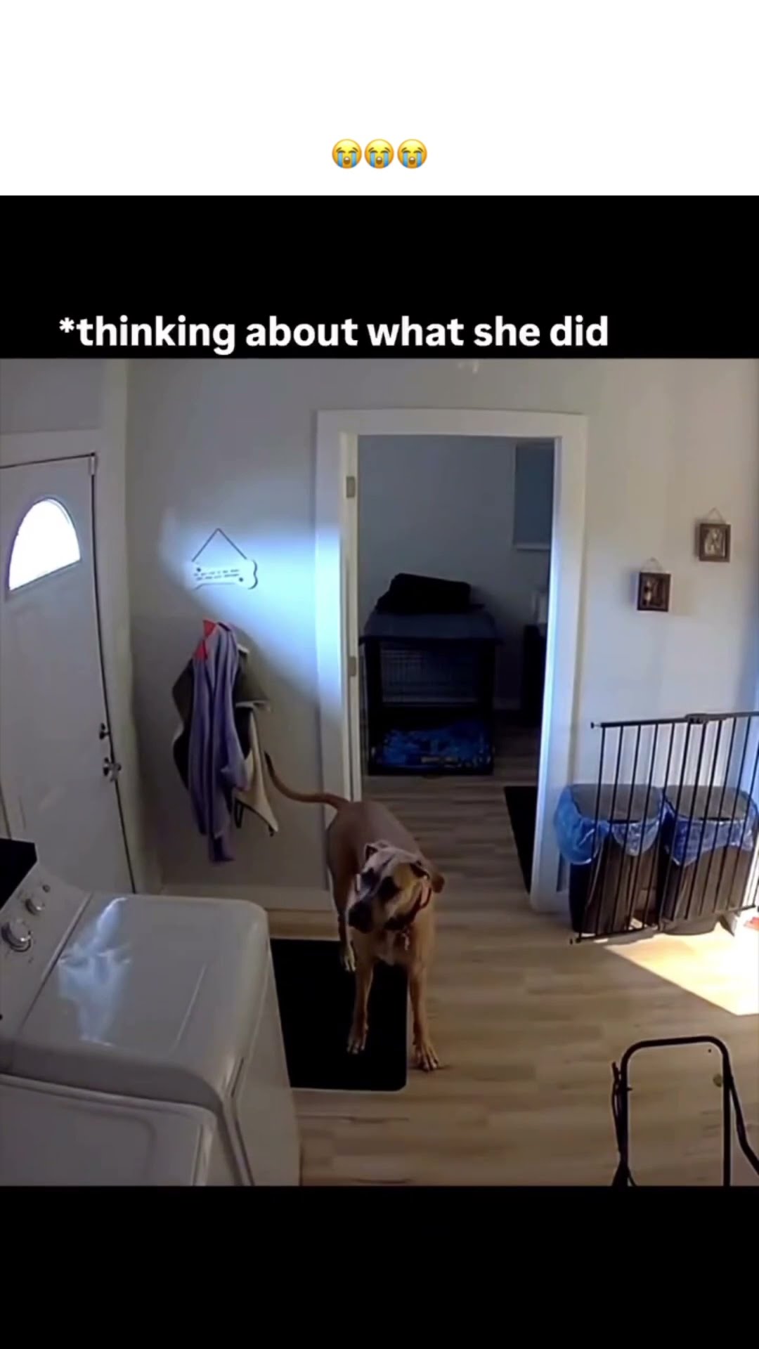 Doggyo knew he did something wrong